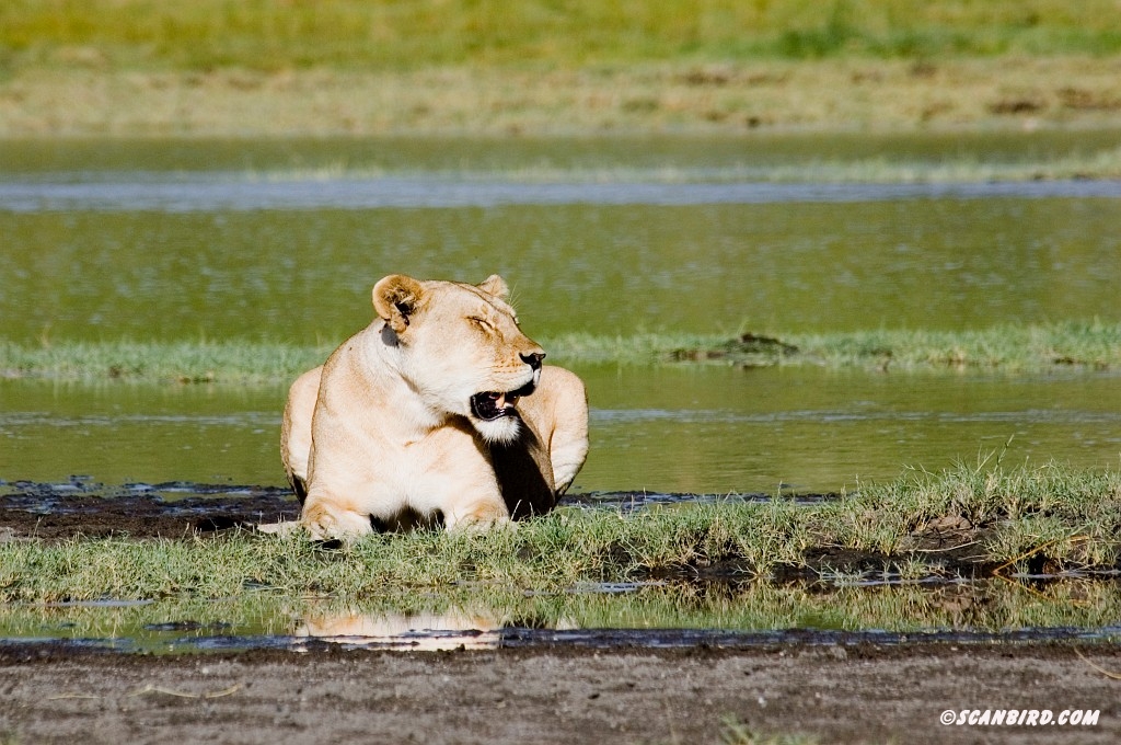 Ndutu Loveflok05.jpg - Lion (Panthera leo), Tanzania March 2006